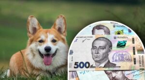 Коргі ціна: скільки коштує цуценя валлійського коргі в Україні у 2026 році