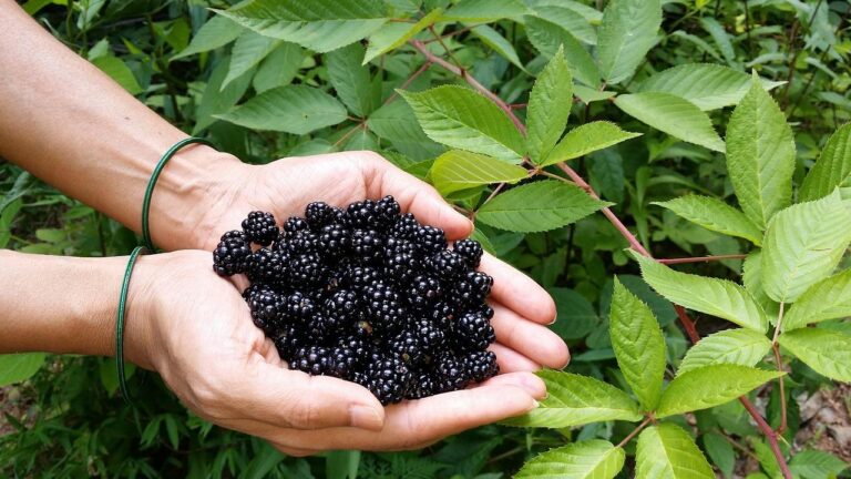 Користь ожини: чому ця ягода — один із найцінніших продуктів для щоденного раціону
