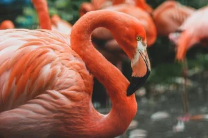 Чому фламінго рожеві — таємниця пігментів і дієти